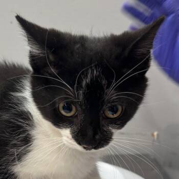 Rescue Domestic Medium Hair Cats for Adoption in Fairmont, West Virginia - Preston | PetCurious