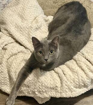 Rescue Domestic Short Hair Cats for Adoption in Stoughton, Wisconsin - Ash | PetCurious