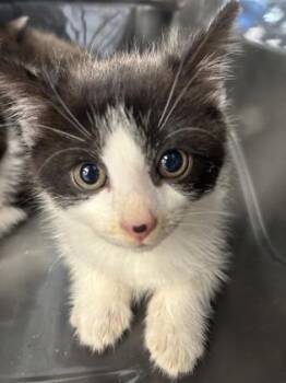 Nala -  Domestic Short Hair Cat for Adoption in West Chester, Pennsylvania - Nala | PetCurious