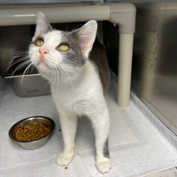 Agamemnon -  Domestic Short Hair Cat for Adoption in Roanoke, Virginia - Agamemnon | PetCurious