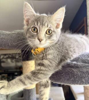 Cement -  Domestic Short Hair Cat for Adoption in Columbus, Minnesota - Cement | PetCurious