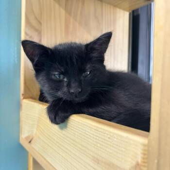 Flora -  Domestic Short Hair Cat for Adoption in Victoria, British Columbia - Flora | PetCurious