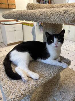 Ester -  Domestic Short Hair Cat for Adoption in Quincy, California - Ester | PetCurious