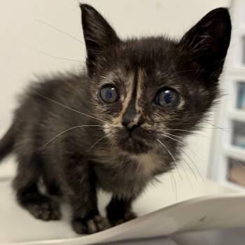 Awesome Sauce A3 -  Domestic Short Hair Cat for Adoption in Edinburg, Texas - Awesome Sauce A3 | PetCurious