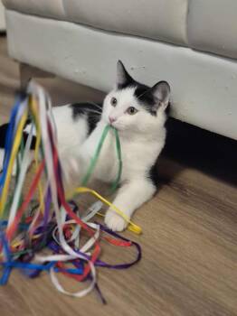 Rescue Domestic Short Hair Cats for Adoption in Ottawa, Ontario - Garnet | PetCurious