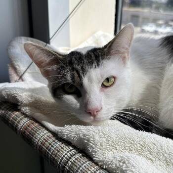 Kevin & Little Lady -  Domestic Short Hair Cat for Adoption in Burlingame, California - Kevin & Little Lady | PetCurious