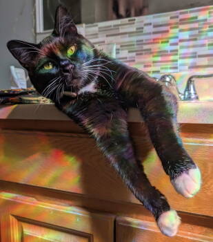 Rescue Tuxedo Cats for Adoption in Cuyahoga Falls, Ohio - Stewart | PetCurious