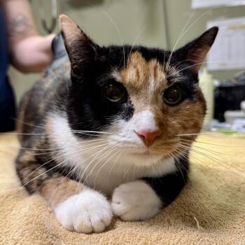 Rescue Domestic Short Hair Cats for Adoption in Baltimore, Maryland - Honey Hannah | PetCurious