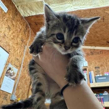 Dennis -  Domestic Short Hair Cat for Adoption in Blairsville, Georgia - Dennis | PetCurious