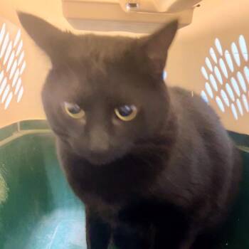Midnight -  Domestic Short Hair Cat for Adoption in Dekalb, Illinois - Midnight | PetCurious