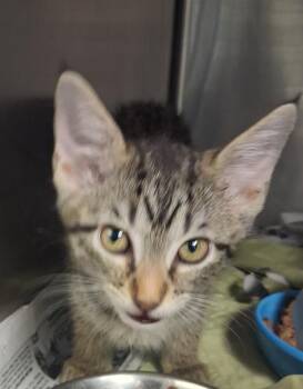 MACY -  Domestic Short Hair Cat for Adoption in San Antonio, Texas - MACY | PetCurious
