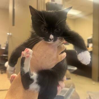 Milton -  Domestic Short Hair Cat for Adoption in Birmingham, Alabama - Milton | PetCurious