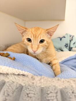 JUNO -  Domestic Short Hair Cat for Adoption in Hayward, California - JUNO | PetCurious