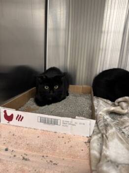 Rescue Domestic Short Hair Cats for Adoption in Batavia, Ohio - Connie | PetCurious