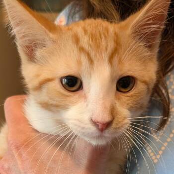 Sprout -  Domestic Short Hair Cat Available for Adoption in Calverton, New York - Sprout | PetCurious
