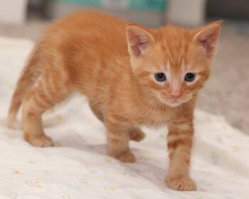 Ed -  Domestic Short Hair Cat for Adoption in Ferndale, Michigan - Ed | PetCurious