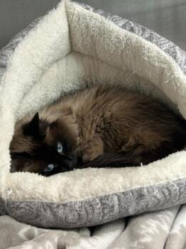 Ashey -  Domestic Short Hair Cat for Adoption in Sandy, Utah - Ashey | PetCurious