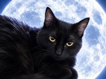 Nocturne 478-26 -  Domestic Short Hair Cat for Adoption in Cumming, Georgia - Nocturne 478-26 | PetCurious