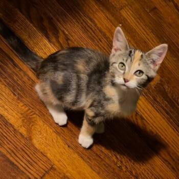 Rescue Domestic Short Hair Cats for Adoption in St. Louis, Missouri - Ripley | PetCurious