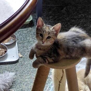 Sarabi -  Domestic Short Hair Cat for Adoption in Janesville, Wisconsin - Sarabi | PetCurious