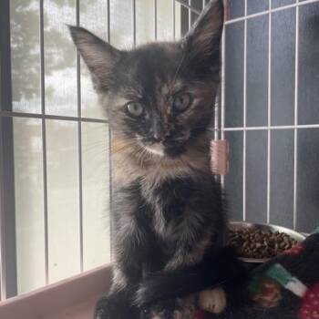 Honeycomb -  Domestic Short Hair Cat for Adoption in Dayton, Ohio - Honeycomb | PetCurious