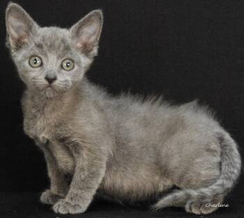 Weenie Hut Jr. -  Domestic Short Hair Cat for Adoption in Newland, North Carolina - Weenie Hut Jr. | PetCurious