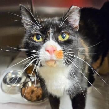 Willow Tree -  Domestic Short Hair Cat for Adoption in Asheville, North Carolina - Willow Tree | PetCurious