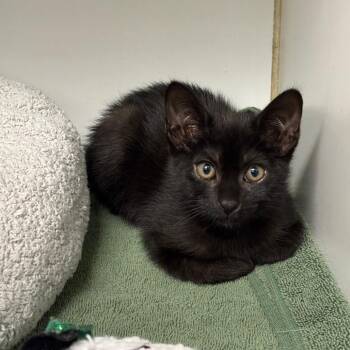 Aire -  Domestic Short Hair Cat for Adoption in Hawthorne, California - Aire | PetCurious