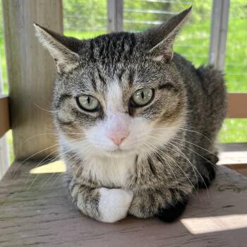Benny -  Domestic Short Hair Cat Available for Adoption in Victor, New York - Benny | PetCurious