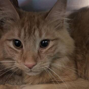 Domestic Long Hair Cats Available for Adoption in Philadelphia, Pennsylvania - Cinnamon FKA Fritz | PetCurious