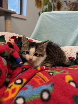 Newman -  Domestic Short Hair Cat for Adoption in Harbor Springs, Michigan - Newman | PetCurious