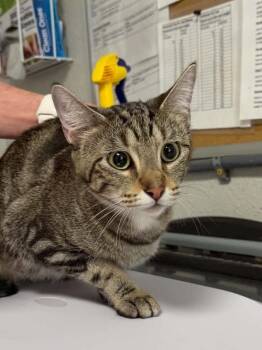 Eggnog -  Domestic Short Hair Cat for Adoption in Bolivar, Missouri - Eggnog | PetCurious