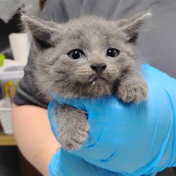 Scone -  Domestic Short Hair Cat for Adoption in Summerville, South Carolina - Scone | PetCurious