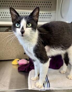 PETUNIA -  Domestic Short Hair Cat for Adoption in Kalamazoo, Michigan - PETUNIA | PetCurious