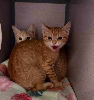 Domestic Short Hair Cats Available for Adoption - Spaghetti | PetCurious