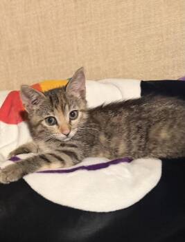Ginger -  Domestic Short Hair Cat for Adoption in Maitland, Florida - Ginger | PetCurious