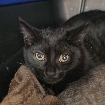 Jude -  Domestic Short Hair Cat for Adoption in Kennebunk, Maine - Jude | PetCurious