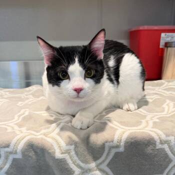 IVHS-A-140021 -  Domestic Short Hair Cat for Adoption in San Gabriel, California - IVHS-A-140021 | PetCurious