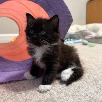 Domestic Medium Hair Cats Available for Adoption in Huntsville, Alabama - Nadja | PetCurious