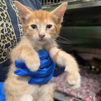 Damon -  Domestic Short Hair Cat for Adoption in Mount Vernon, Indiana - Damon | PetCurious