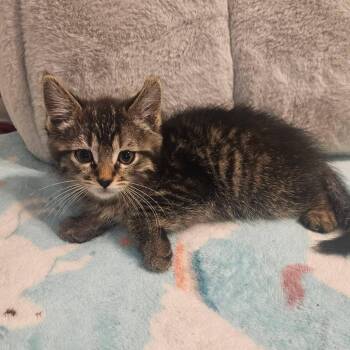 Tabby Cats Available for Adoption in San Juan Capistrano, California - Muffin | PetCurious