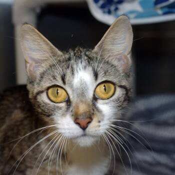 Louise -  Domestic Short Hair Cat for Adoption in West Palm Beach, Florida - Louise | PetCurious