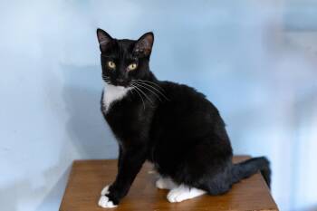 Rescue Domestic Short Hair Cats for Adoption in Chicago, Illinois - White Socks | PetCurious