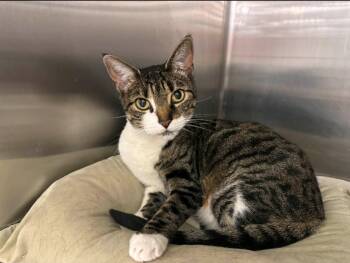 Rescue Domestic Short Hair Cats for Adoption in Philadelphia, Pennsylvania - Princess | PetCurious