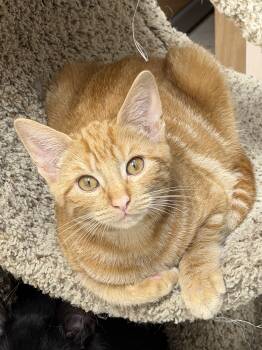 4 Adorable Female Kittens -  Domestic Short Hair Cat for Adoption in Salem, New Hampshire - 4 Adorable Female Kittens | PetCurious