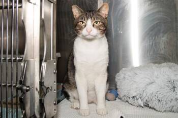 IZZO FOSHIZZO -  Domestic Short Hair Cat for Adoption in Santa Monica, California - IZZO FOSHIZZO | PetCurious