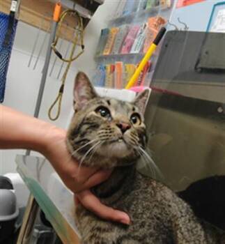 MUFASA -  Domestic Short Hair Cat for Adoption in Albuquerque, New Mexico - MUFASA | PetCurious