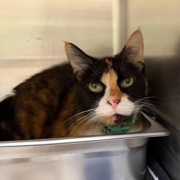 Lila -  Domestic Short Hair Cat for Adoption in Blairsville, Georgia - Lila | PetCurious