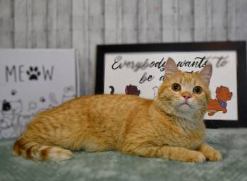 Persian and Domestic Short Hair Cats Available for Adoption in Roanoke, Texas - Mack | PetCurious