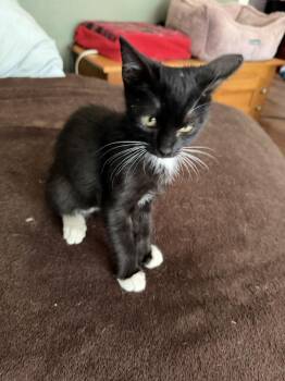 Cowboy -  Domestic Short Hair Cat for Adoption in Little Rock, Arkansas - Cowboy | PetCurious